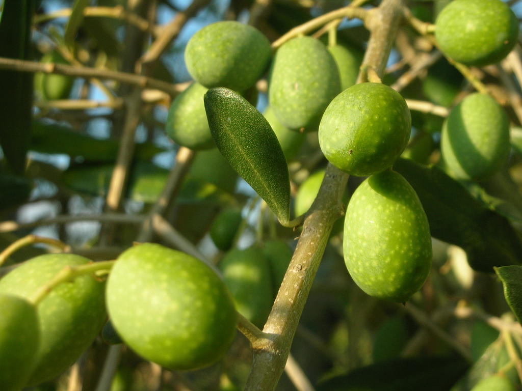Podere Le Chiuse Sovana Ngoại thất bức ảnh