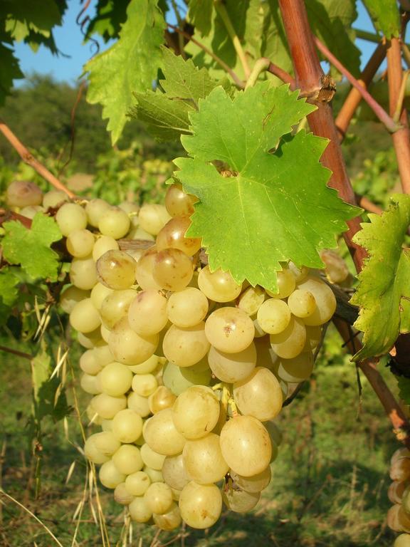 Podere Le Chiuse Sovana Ngoại thất bức ảnh