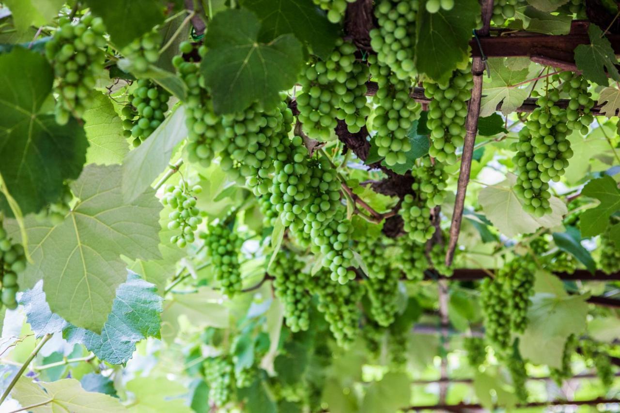 Podere Le Chiuse Sovana Ngoại thất bức ảnh